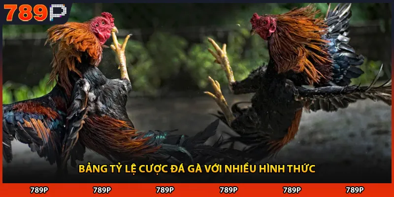 Bảng tỷ lệ cược đá gà với nhiều hình thức