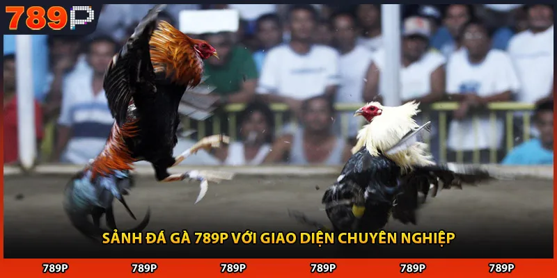 Sảnh đá gà 789P với giao diện chuyên nghiệp